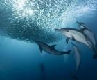 сардины Дельфин рыбалки